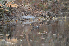 Gallinula chloropus