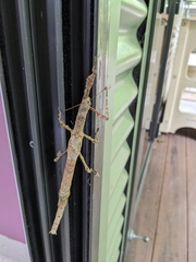 Cigarrophasma tessellatum