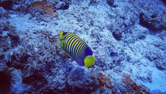 Pygoplites diacanthus