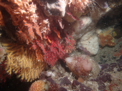 Melithaea