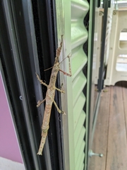 Cigarrophasma tessellatum