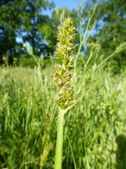 Carex otrubae