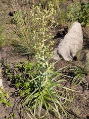 Eryngium horridum