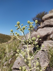 Eryngium horridum