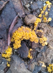 Byssonectria fusispora