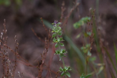 Sideritis montana