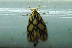 Miltochrista conjunctana