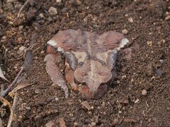 Bufo formosus
