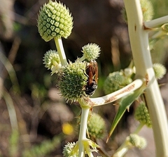 Brachygastra lecheguana