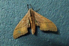 Marumba cristata