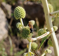 Brachygastra lecheguana