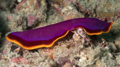 Pseudoceros ferrugineus