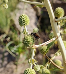 Brachygastra lecheguana