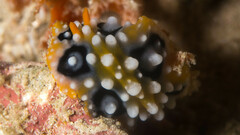 Phyllidia ocellata