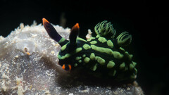 Nembrotha kubaryana