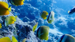 Chaetodon kleinii