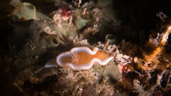 Glossodoris rufomarginata