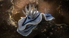 Chromodoris willani