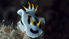 Chromodoris alcalai
