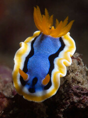Chromodoris annae