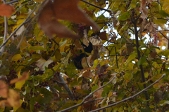 Turdus merula