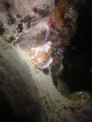 Glossodoris rufomarginata