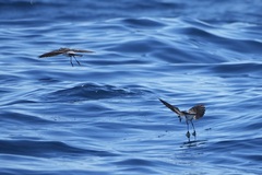 Pelagodroma marina