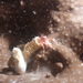 Gout's Hermit Crab - Photo (c) henrycarrick, some rights reserved (CC BY-NC), uploaded by henrycarrick