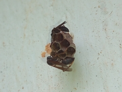 Mischocyttarus cassununga