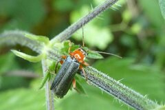 Cantharis pellucida