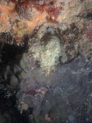 Octopus djinda