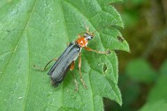 Cantharis pellucida