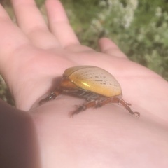 Anoplognathus olivieri