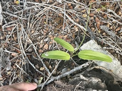 Smilax havanensis