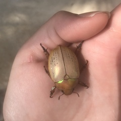 Anoplognathus olivieri