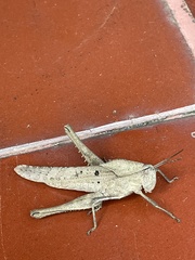 Xyleus discoideus rosulentus