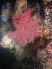Melithaea