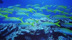 Mulloidichthys vanicolensis