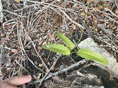Smilax havanensis