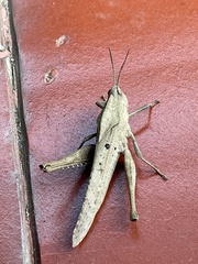 Xyleus discoideus rosulentus