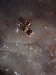 Entoprocta