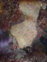 Aplidium