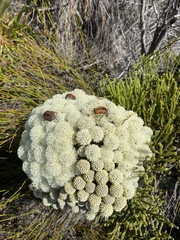Trichostetha capensis