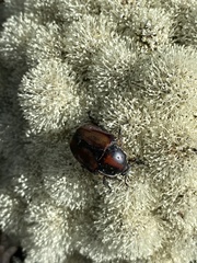 Trichostetha capensis