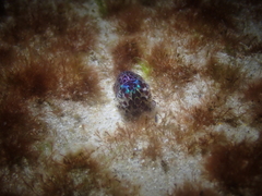 Euprymna