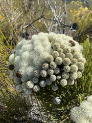 Trichostetha capensis
