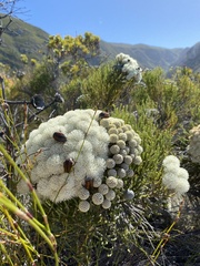 Trichostetha capensis