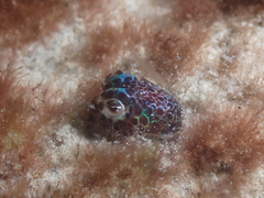 Euprymna