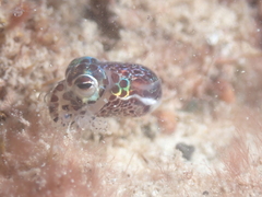 Euprymna