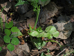 Botrychium lunaria